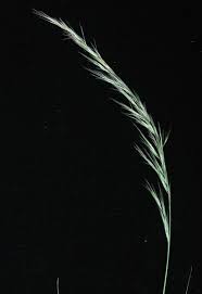 Image result for Aristida stenostachya