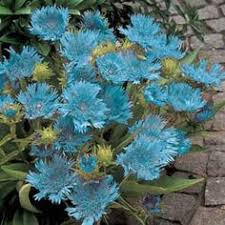 See more ideas about plants, planting flowers, perennials. 71 Zone 5 Plants Ideas Plants Planting Flowers Perennials