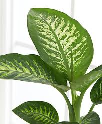 Dieffenbachia Tropic Snow Decoracao Jardim Jardim Ideias De Decoracao