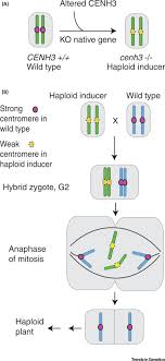Maybe you would like to learn more about one of these? Haploid Induction And Genome Instability Sciencedirect