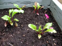 In this episode we are going to be talking about how to grow beets from start to finish. How To Grow Beetroot In Containers From Beet Seeds Dengarden
