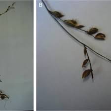 Image result for Pseudechinolaena polystachya