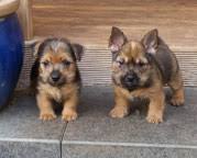 Norwich terriers require a leash or fence at all times, as they are inquisitive and independent dogs with strong chasing instincts. Mops Und Norwich Terrier Mops Und Norwichterrier