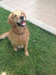Hector Profil Sayfasi 269 Petozel Com Golden Retriever Retriever Dogs