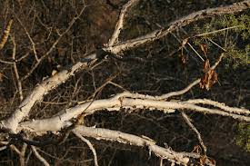 Image result for Steganotaenia araliacea