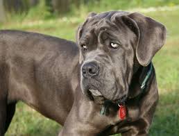 Here are 13 dog breeds that make excellent companion dogs. Neapolitan Mastiff Dog Information Pictures Dogexpress