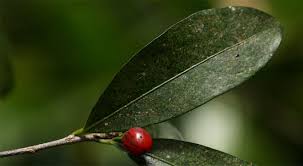 Image result for Erythroxylum emarginatum