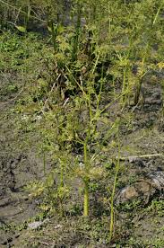 Image result for Oenanthe mildbraedii