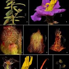 Image result for Antherotoma tenuis