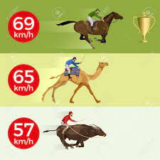 The brains of monkeys grew the most over time followed by horses, dolphins, camels and dogs. Galloping Horse Camel Bull Racing Competition Infographic Royalty Free Cliparts Vectors And Stock Illustration Image 87405819