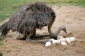 The other bulls (males) will travel in bachelor herds. Ostrich Head In Sand Do Ostriches Really Bury Their Heads