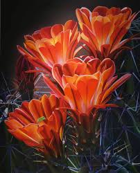 Blooming once each year, these flowers live for only 24 hours. Friends In The Woods Claret Cup Cactus Blooms Prescott Az Sold Dyana Hesson