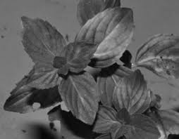 Image result for Aeollanthus myrianthus