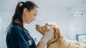 10 Key Benefits of Preventive Care for Pets