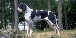 Image result for malý modrý gaskoňský honič