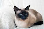 Siamese Cat Breed Information: Behavior, Pictures and Care ...