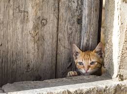 The cost will vary depending on the risk factor in your own cat and rabies laws in your area. The Costs Of Responsible Cat Ownership
