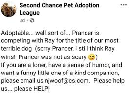 Second chance pet adoption league. Hilariously Unadoptable Chihuahua Goes Viral Facebook Posts I Can Has Cheezburger