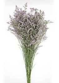 Image result for Limonium