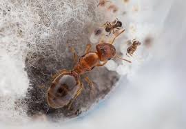 Image result for Polystachya bicarinata