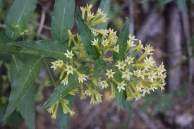 Image result for Cestrum parqui