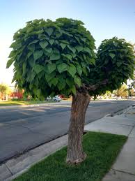 Maybe you would like to learn more about one of these? What S This Tree That Looks Like A Kid S Drawing Marijuanaenthusiasts