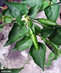 Image result for Capsicum annuum