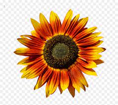 Common sunflower flower drawing plant. Bunga Matahari Png Transparent Png Vhv