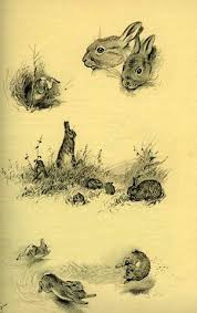 Epingle Sur Illustrateurs Animaliers