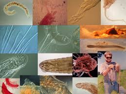 Previous (anne of great britain). Biological Surveys Study Annelids