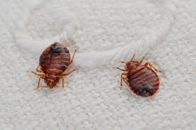 Bedbugs are active mainly at night and usually bite people while they are sleeping. Top 10 Myths About Bedbugs Scientific American