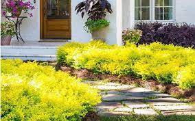 Its dense, dark green foliage forms a tight, compact mound. Yellow Shrubs Landscape Options Plantingtree