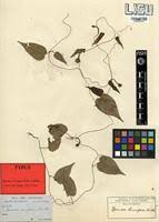 Image result for Ipomoea barteri