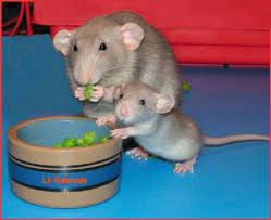 Which Small Animal Is The Best Pet For You Baby Rats Pet Rats Cute Rats