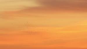 Check spelling or type a new query. Early Morning Sky Of Red Orange And Yellow Light Shades Silhouettes Of Birds By Barselona Dreams