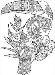 Toco toucan coloring page free printable coloring pages. Toucan Coloring Sheet Coloringbay