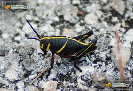 Click on the buttons to filter the birds by color, location, and time of year that they are in central. Southeastern Lubber Grasshopper Romalea Microptera