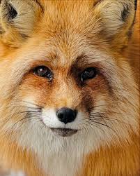 Foxes Journey Sanctuary