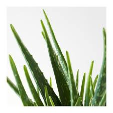 Aloe Vera Aloe Potted Plant 12 Cm 702 766 51 Reviews Price Where To Buy
