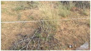 Image result for Schmidtia pappophoroides