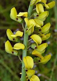 Image result for Crotalaria lanceolata