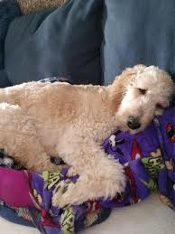 Best Cuddler Ever My 7month Old Golden Doodle Doodle 25 Golden Retriever 75 Poodle 100 Lovable Rarepuppers