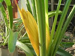 Image result for Pandanus odoratissimus