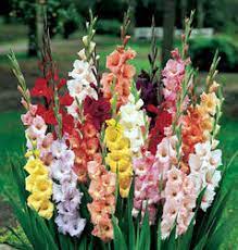 So, whether you are an avid florist just like this or an amateur gardener who want to add a burst of color to his landscape, read on! Gladiolus Flowers At Rs 15 Piece Gladiolus Flower Id 7762175788