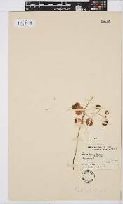 Image result for Chamaecrista fenarolii