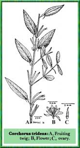 Image result for Corchorus tridens