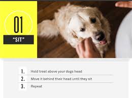 Feb 03, 2021 · teach your dog to sit. 21 Essential Dog Commands To Teach Your Dog Gallant