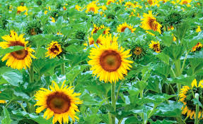 Maybe you would like to learn more about one of these? ConjuncturÄƒ NefavorabilÄƒ Pe PiaÈ›a De Floarea Soarelui RecoltÄƒ Mare PreÈ›uri Mici Lider Agro