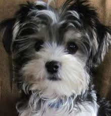 Ginger is a loving and sweet little morkie puppy. Morkie Puppy For Sale In Michigan Petswall