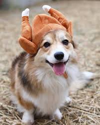 Cardigan welsh corgi puppies and dogs around the world. Farrever Corgis Home Facebook